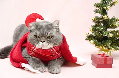 Eine Katze, die eine Weihnachtsmütze trägt.