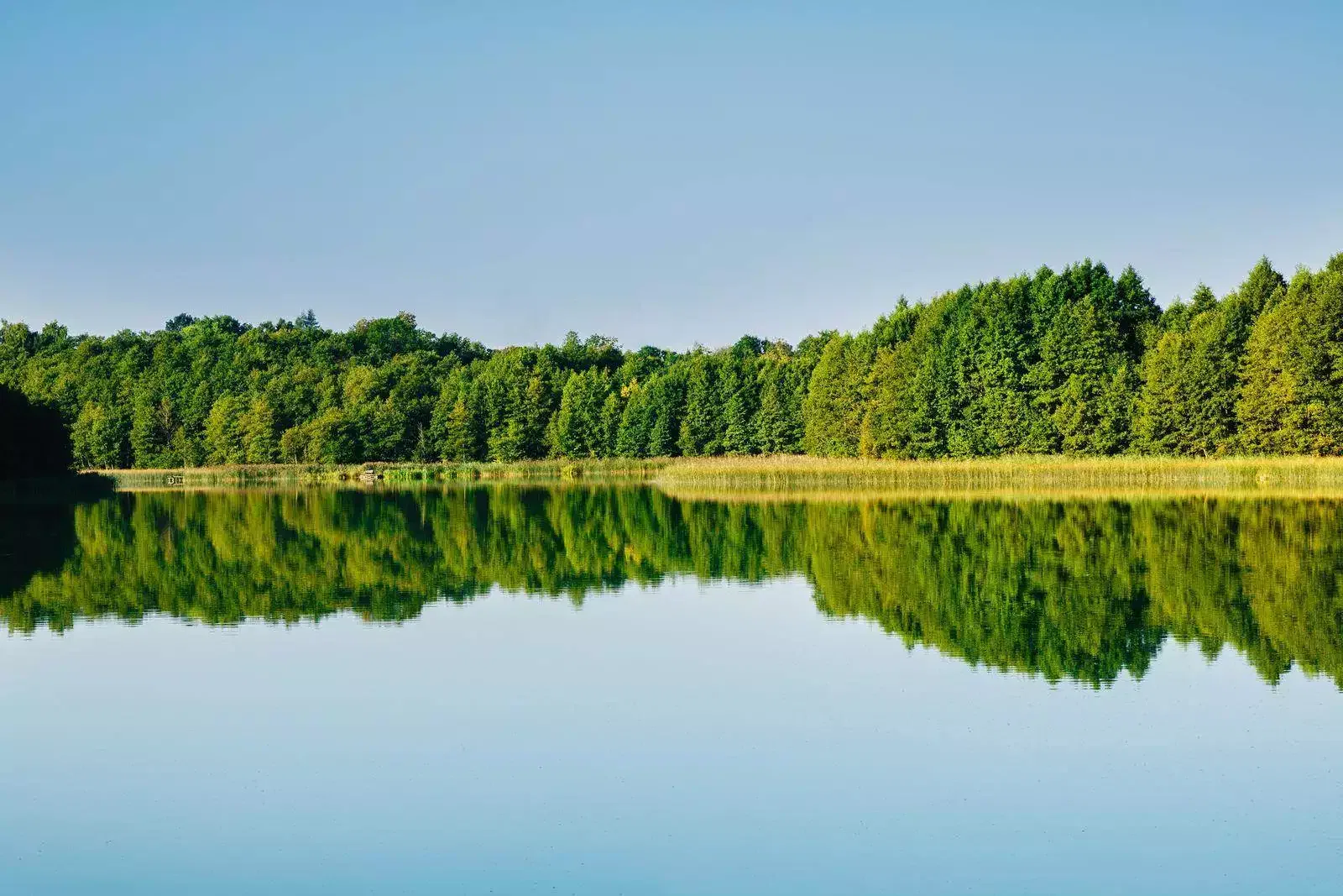 Forest reflection in lake water See im friedlichen wald, wo sich die bäume und der blaue Himmel spiegelt